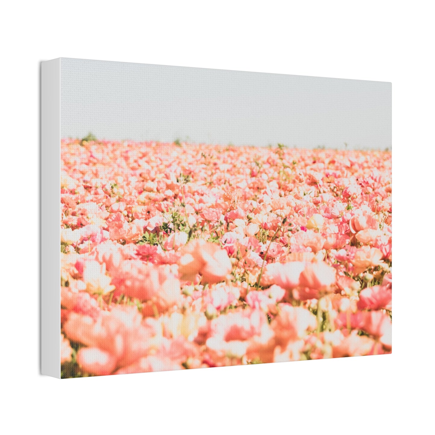 Flower Fields Print on Canvas 16x12