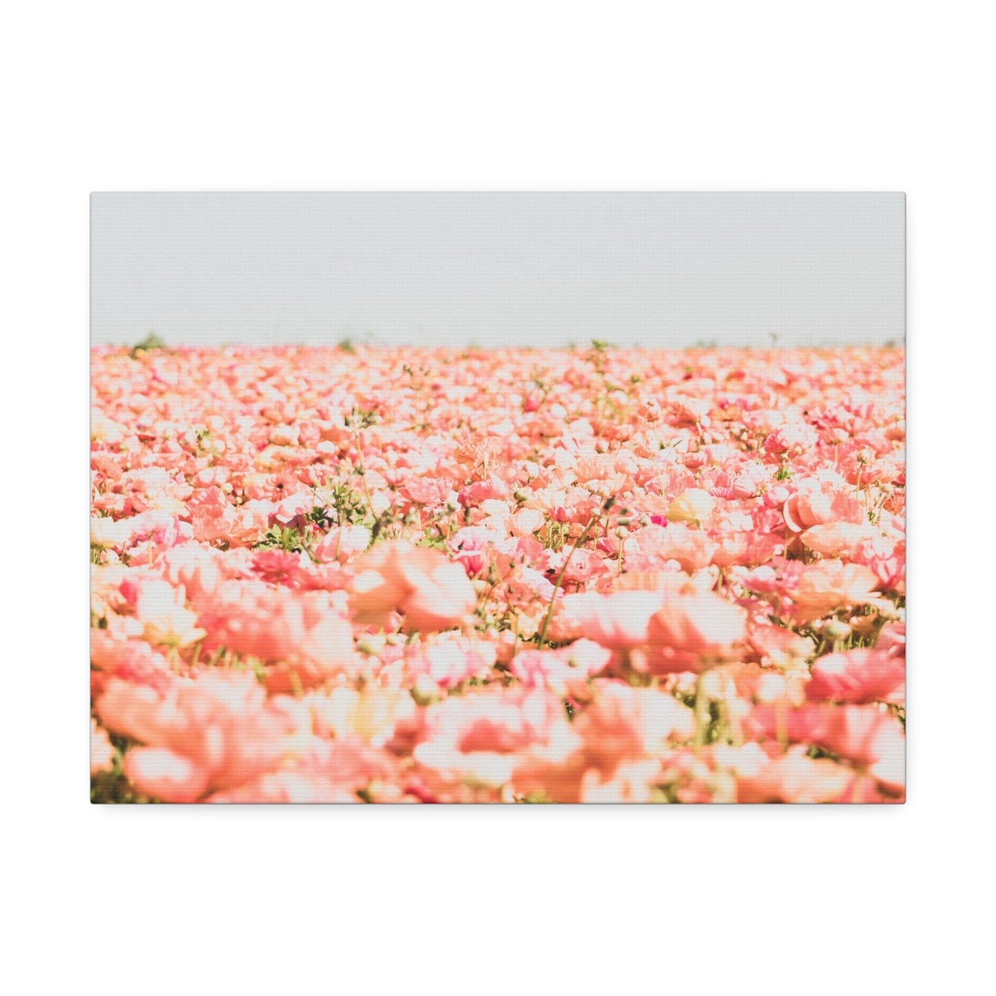 Flower Fields Print on Canvas 16x12