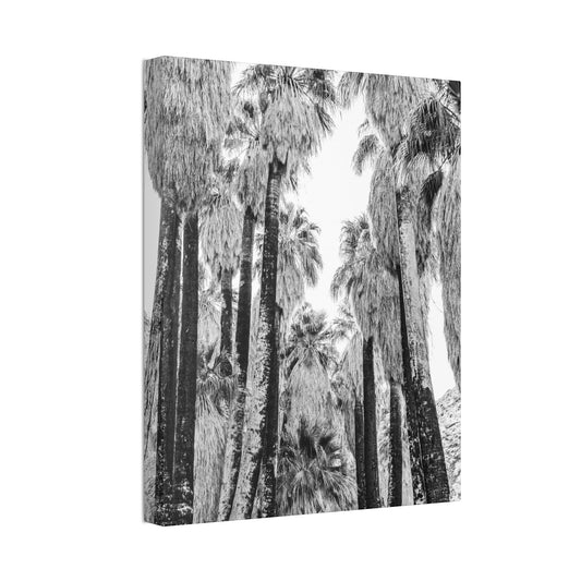 Canvas Print Indian Palm Canyon